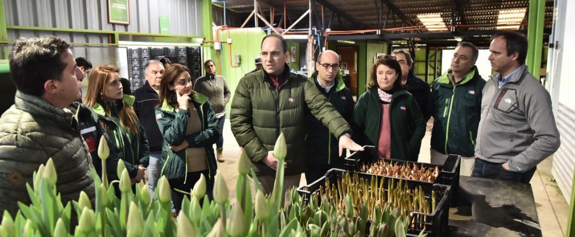 Autoridades de Los Ríos anunciaron la apertura de nuevo mercado de tulipanes chilenos hacia Brasil