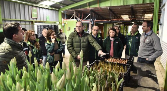 Autoridades de Los Ríos anunciaron la apertura de nuevo mercado de tulipanes chilenos hacia Brasil