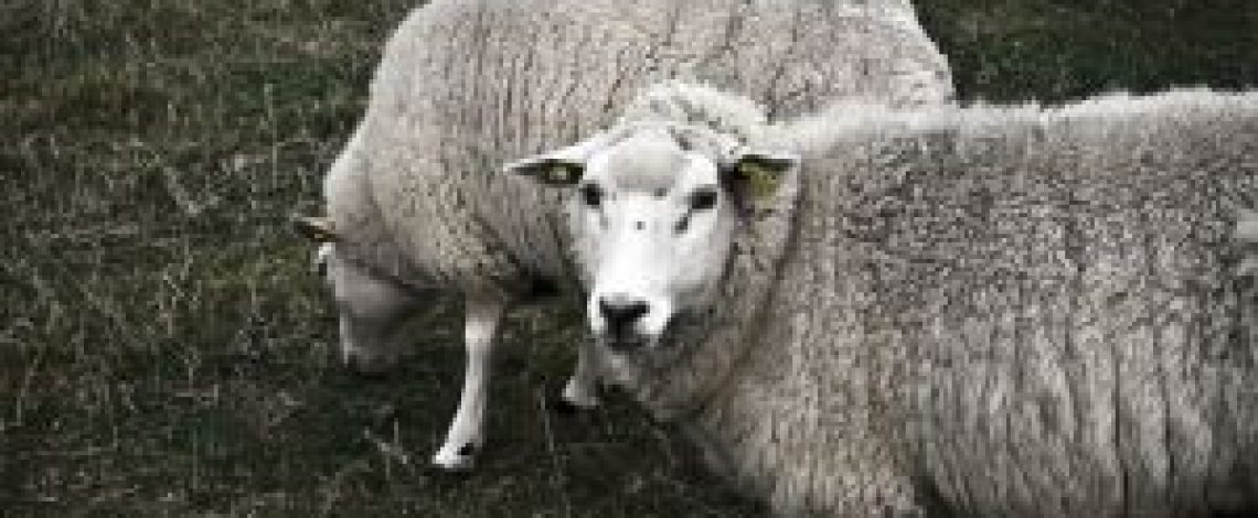 Mercado informal, falta de mataderos y nula asociatividad estancan la producción ovina en la provincia