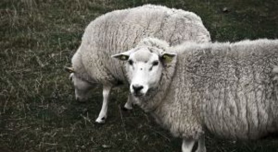 Mercado informal, falta de mataderos y nula asociatividad estancan la producción ovina en la provincia