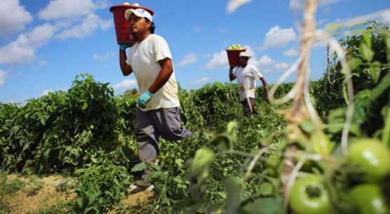 Disminuye ritmo de crecimiento de la ocupación en la agricultura