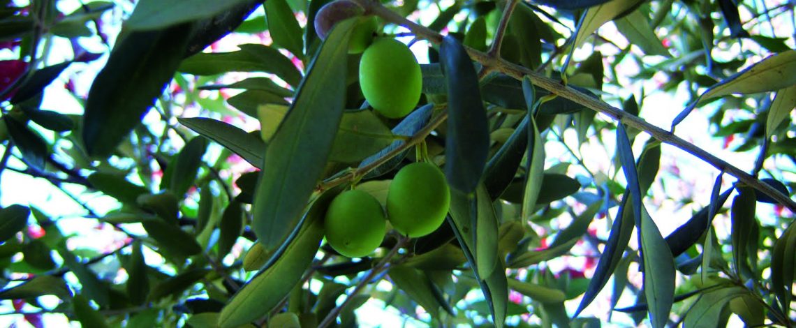 Aceite de oliva:  oportunidades y desafíos en el mercado europeo para Chile