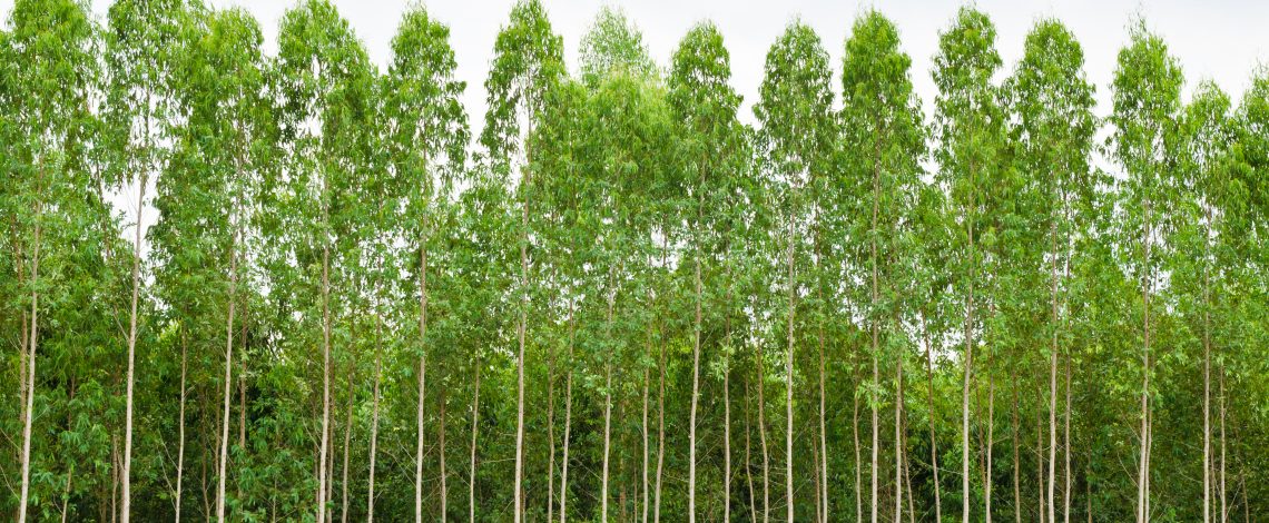 AGROSEGUROS: Hace un llamado a más de 16.000 pequeños propietarios forestales a contratar el seguro con subsidio estatal