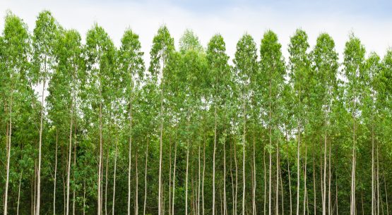 AGROSEGUROS: Hace un llamado a más de 16.000 pequeños propietarios forestales a contratar el seguro con subsidio estatal