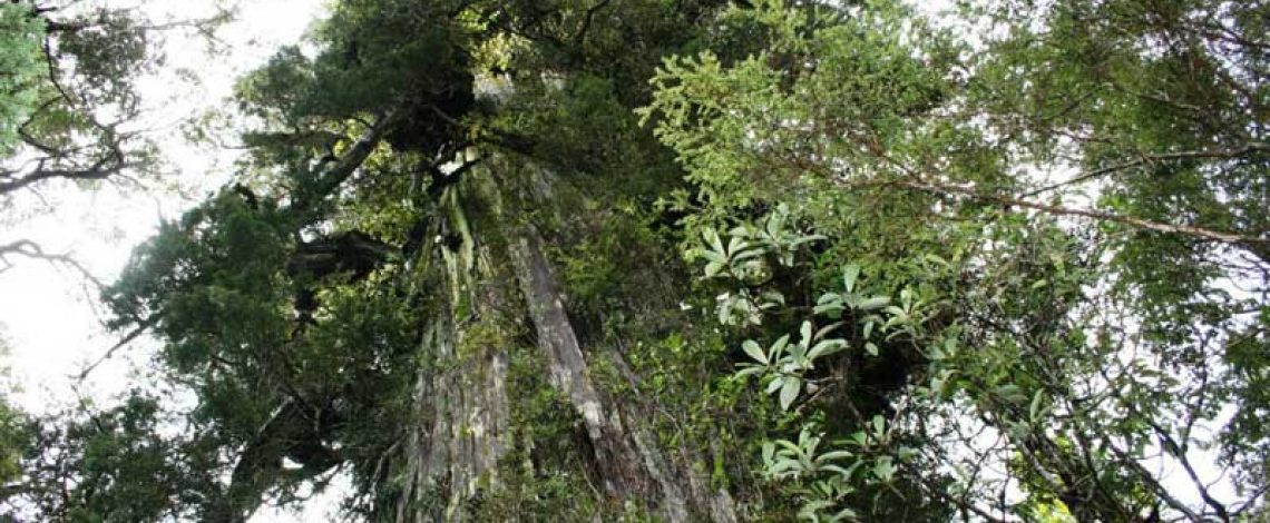 Se activan medidas sanitarias para el control de la avispa de la madera