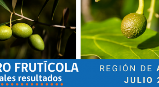 Catastro Odepa-Ciren. La Región de Atacama alcanzó las 9.267 ha de superficie frutícola