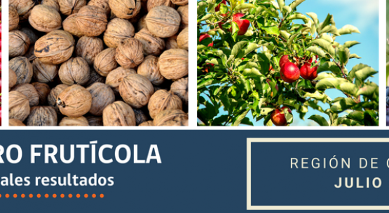 Resultados del catastro frutícola revela el dinamismo de la región de O’Higgins