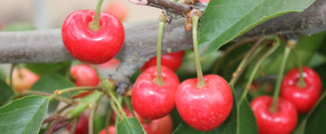 Mercado de las cerezas