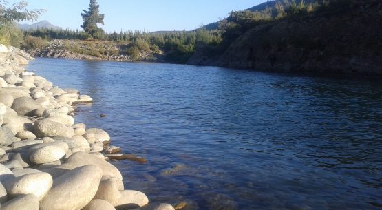 Panorama silvoagropecuario de la Región del Ñuble