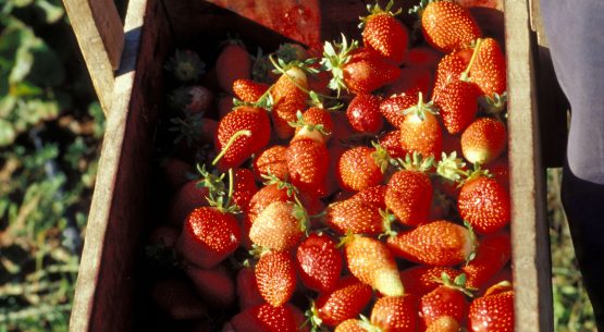 Catastro Frutícola: En terreno se está trabajando en las encuestas de nueve regiones, entre ellas la Región de Ñuble