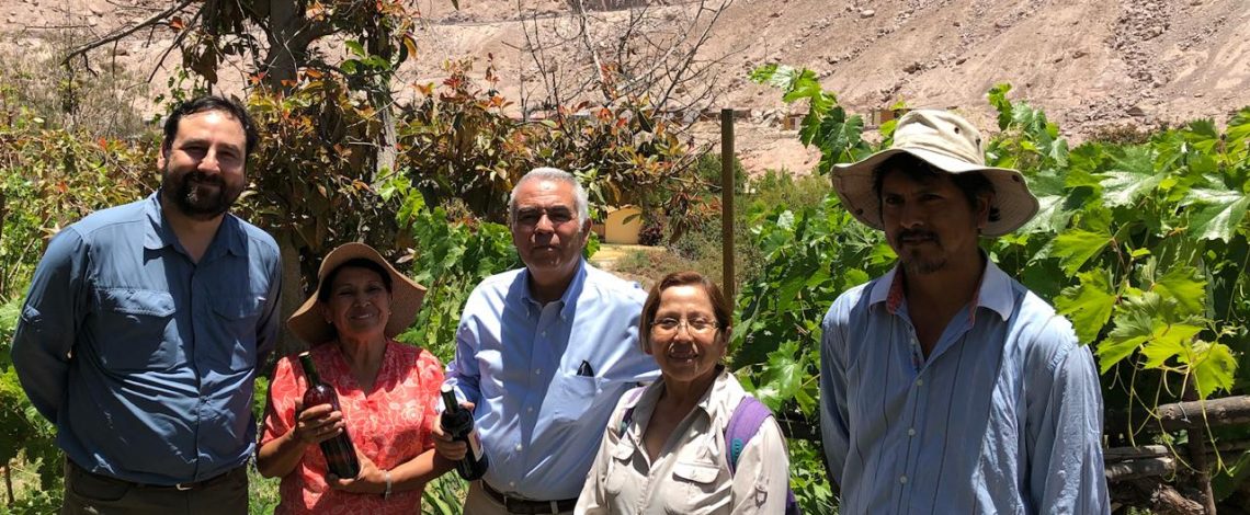 Ministerio de Agricultura apoya rescate de cepa patrimonial de vino Pintatani