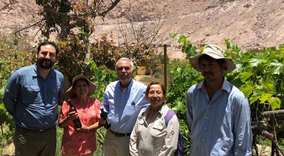 Ministerio de Agricultura apoya rescate de cepa patrimonial de vino Pintatani