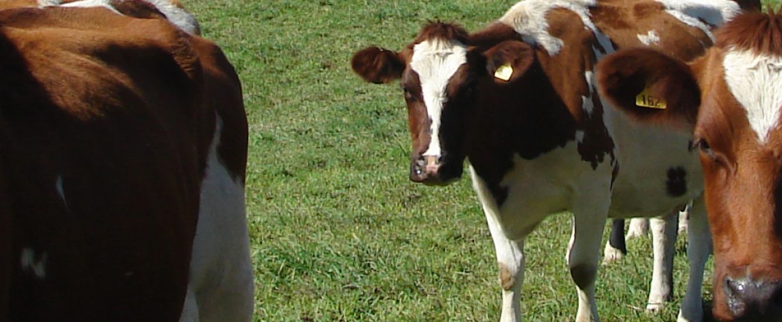 Desafíos del sector bovino de carne, junio 2022