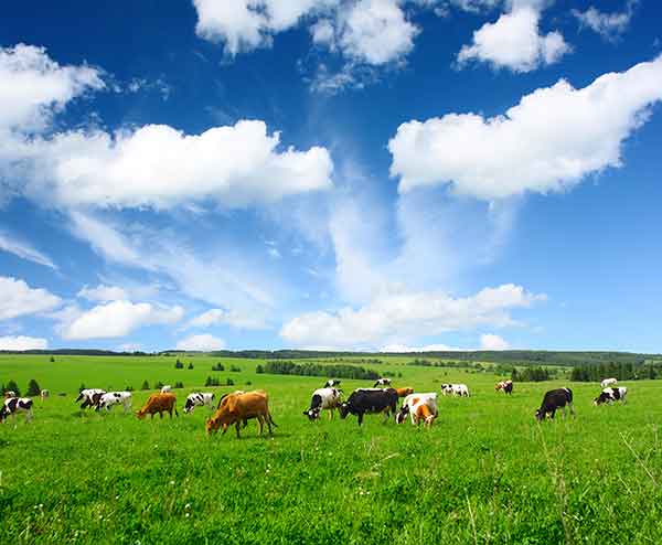 ganado bovino en una pradera