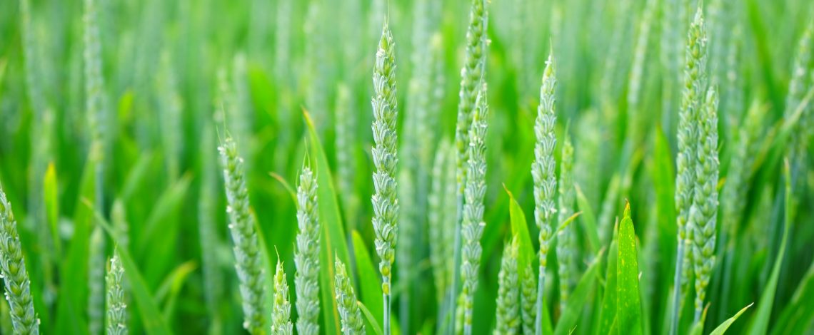 Boletín AgroNoticias Araucanía, diciembre 2018.