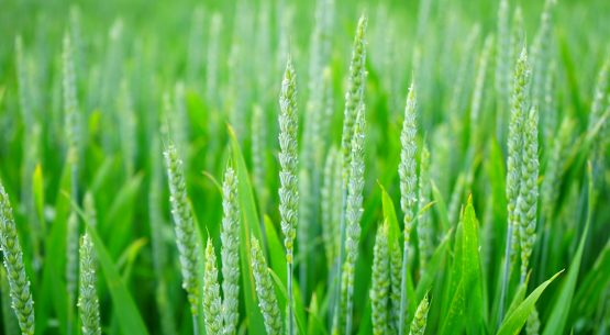 Boletín AgroNoticias Araucanía, diciembre 2018.