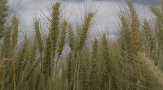 Avanza la cosecha de trigo