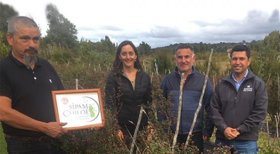 Agricultor logró domesticar las murtas en Chiloé y se convirtió en principal proveedor de locales gourmet. Seremi de Agricultura y directora de Odepa destacaron emprendimiento de productor de Chonchi.