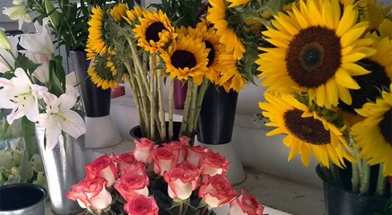 Exportaciones de flores de corte crecieron 9,2% en enero-febrero de 2019