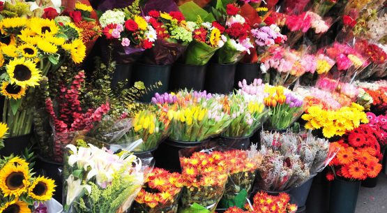 Chile consolida su posición como exportador emergente de flores de corte
