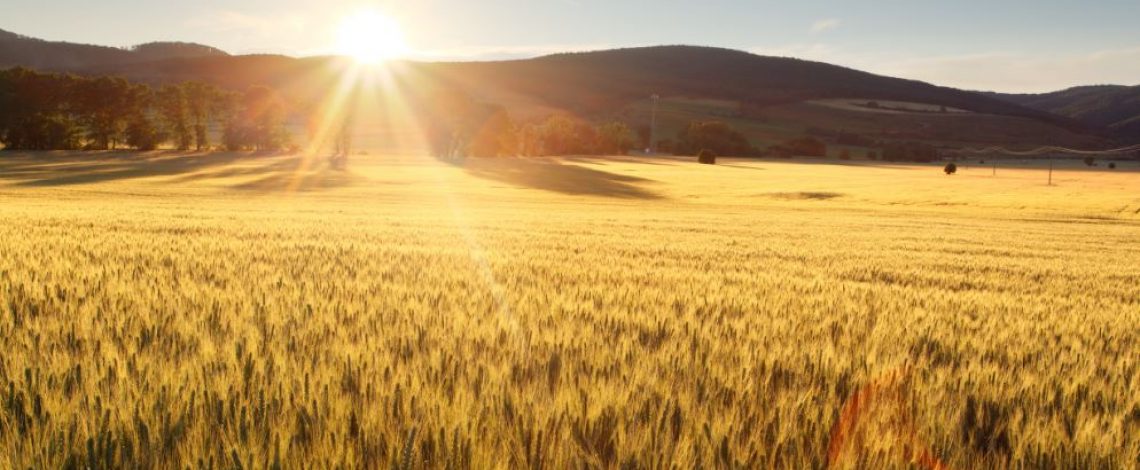 La proyección mundial de trigo para 2021/22 es de mayores suministros, mayor consumo, más comercio y mayores existencias finales