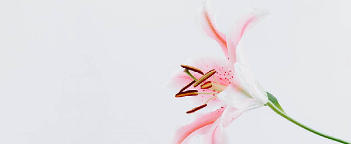 Informe final: Análisis del sector bulbos para flores y estudio de mercado de las flores de corte