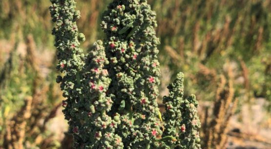 En etapa de consulta pública se encuentra un proyecto sobre calidad de quinua