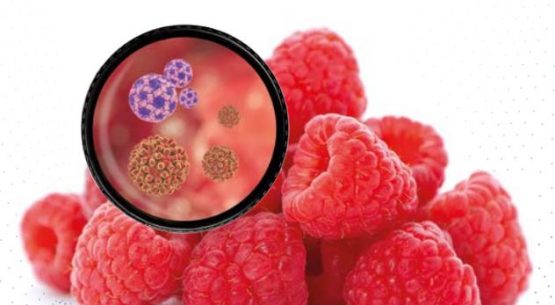 Protocolo de Monitoreo de la Cadena Productiva de Frambuesa, para el Control de Riegos Asociados a Norovirus y Hepatitis A