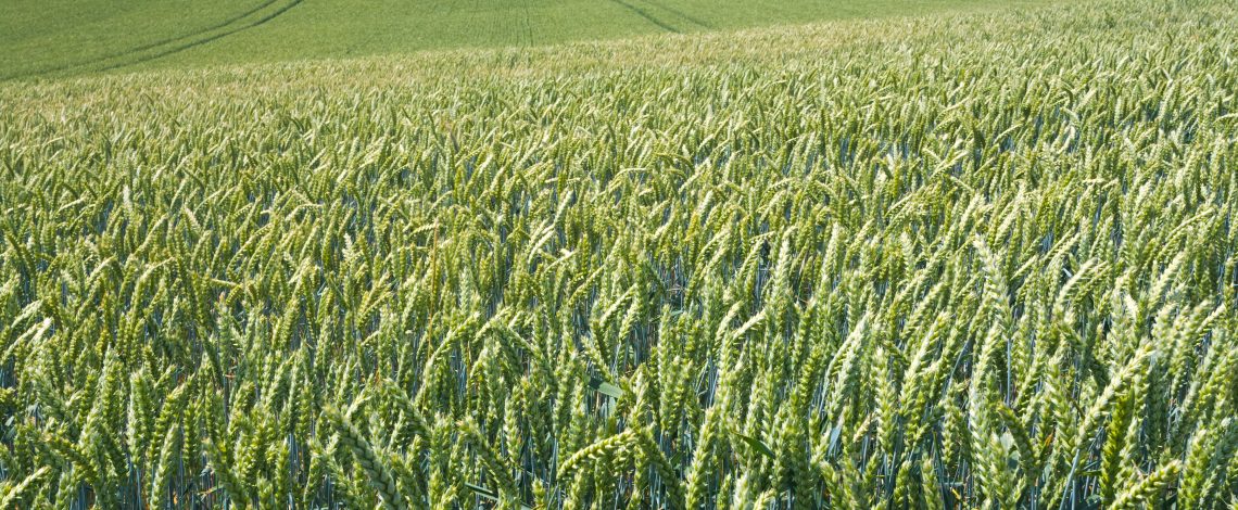 Productividad del sector agrícola: una mirada global