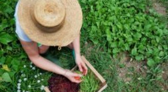 El primer semestre de 2025, las exportaciones de productos orgánicos crecieron 22% en valor, comparado con igual período de 2024