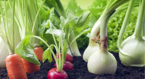 En enero-mayo de 2022 se exportaron 191,8 millones de dólares en hortalizas