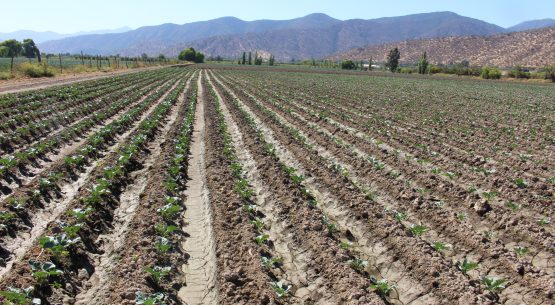 Fichas de costo, elaboradas por Odepa