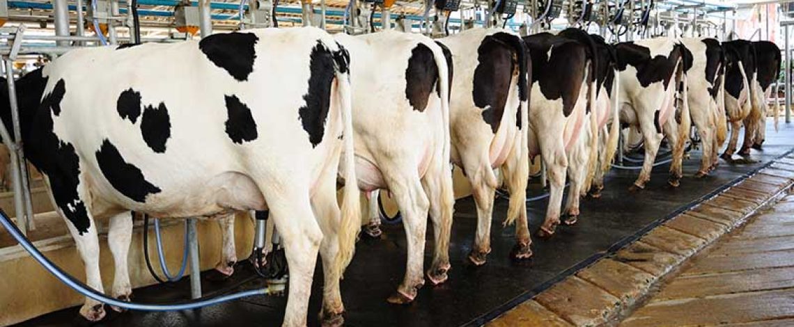 Estudio: » Costos para la producción de leche bovina»