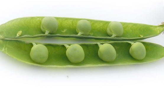 Ficha de costo de la arveja