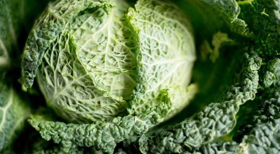 Ficha de costo del repollo