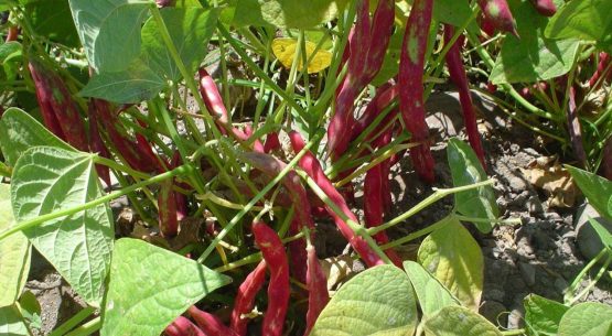 Ficha de costo poroto granado