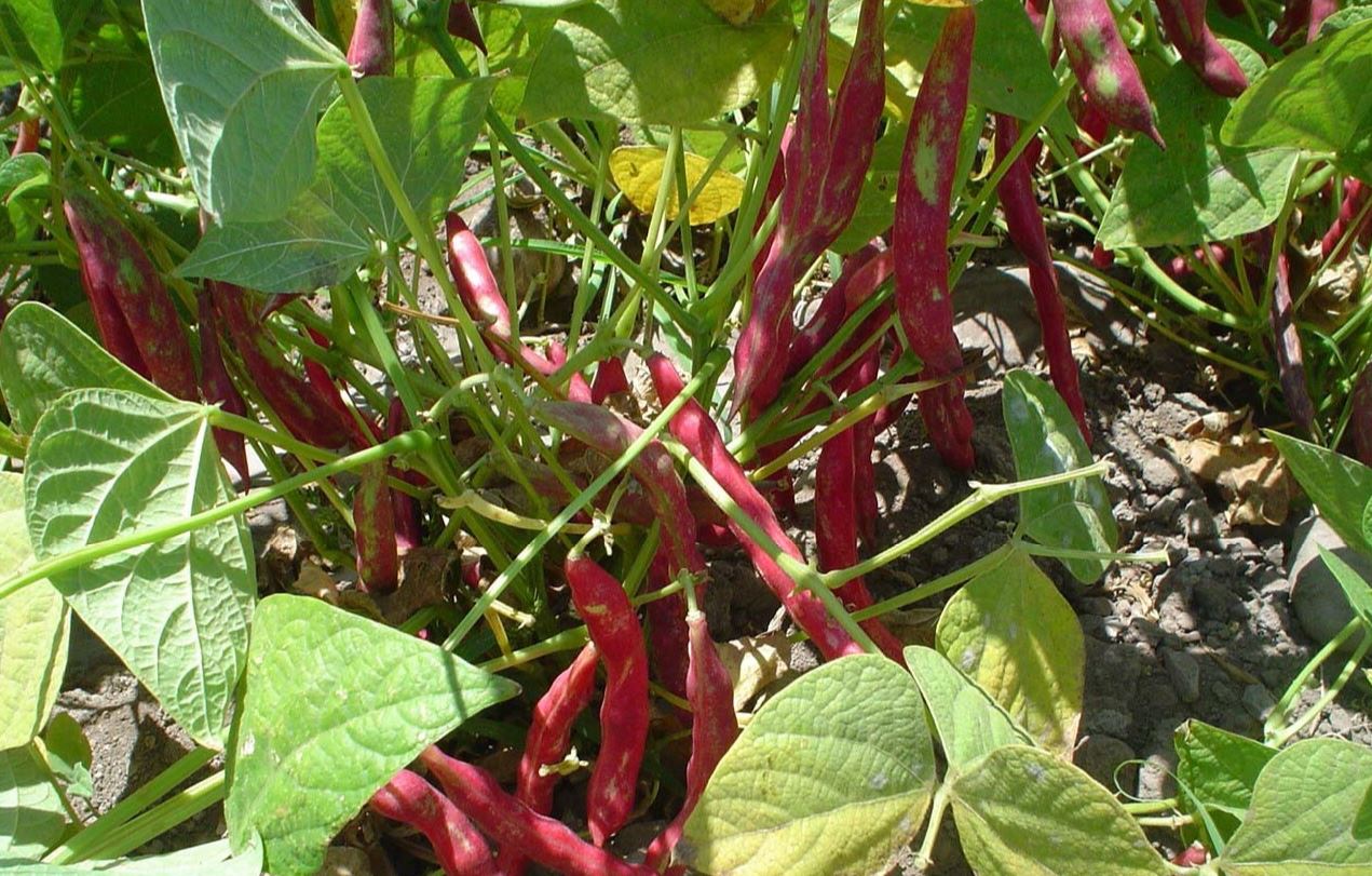 Ficha de costo poroto granado ODEPA