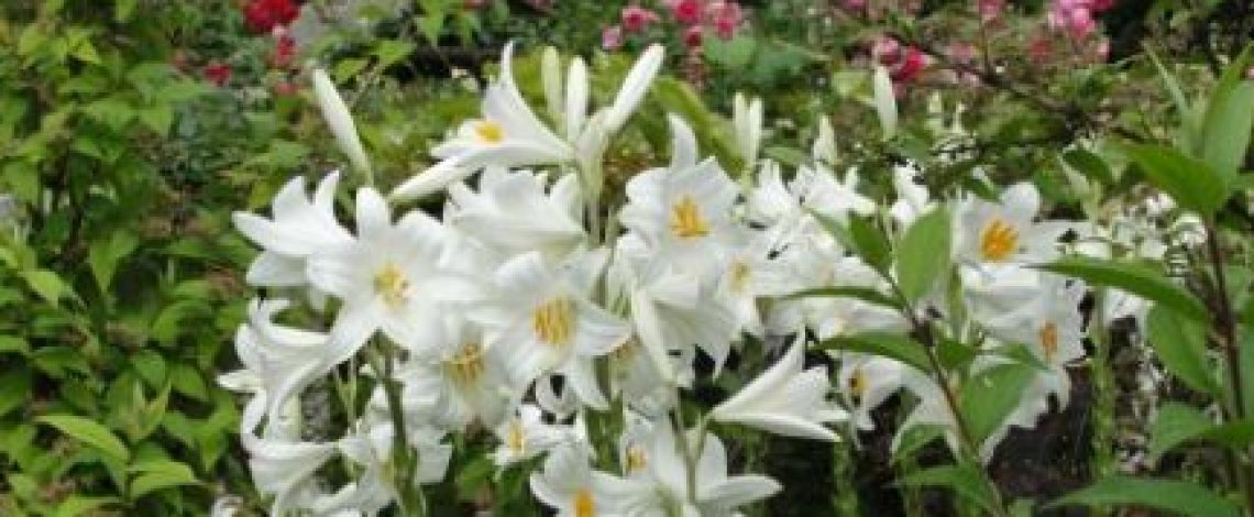 Precios mayoristas de flores