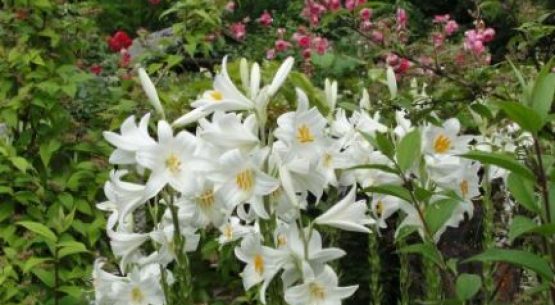 Precios mayoristas de flores