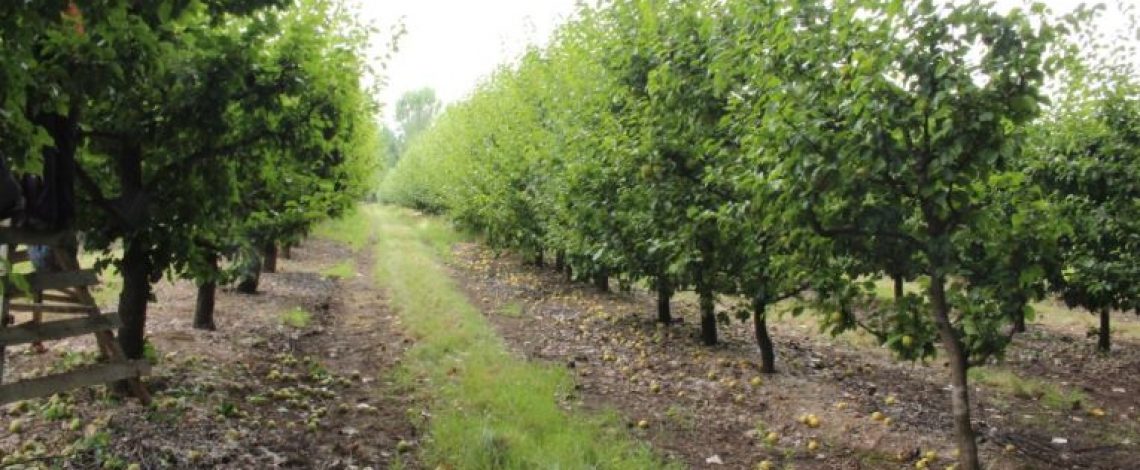 Revise los catastros frutícolas en línea