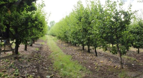 Nuevo artículo de Odepa sobre el mejoramiento genético frutícola en Chile