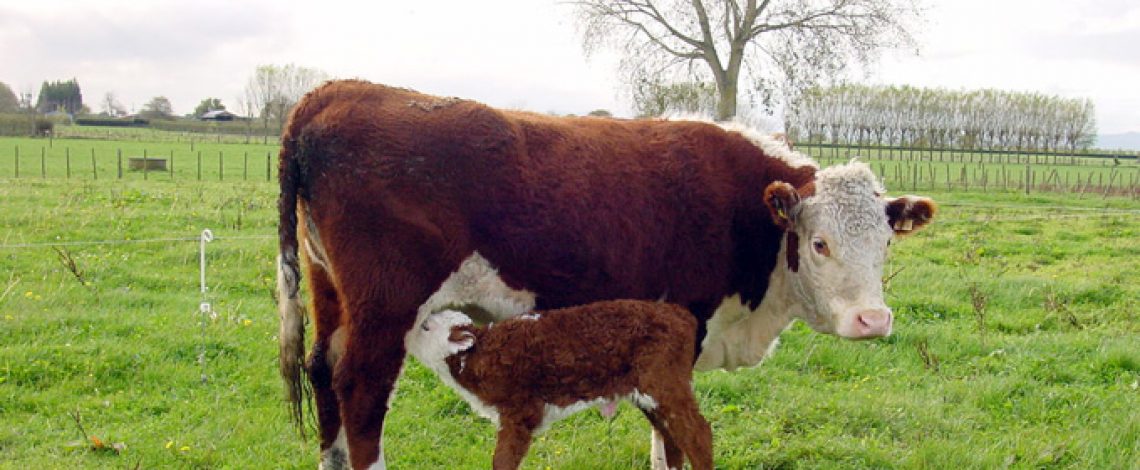 Informe consulta pública modificación al reglamento general del sistema obligatorio de clasificación de ganado, tipificación, marca y comercialización de carne bovina