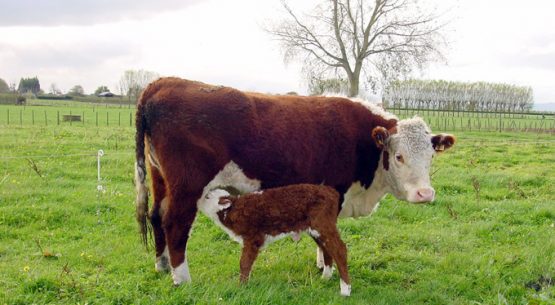 Informe consulta pública modificación al reglamento general del sistema obligatorio de clasificación de ganado, tipificación, marca y comercialización de carne bovina