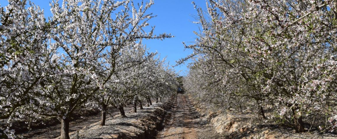 Investigación en cultivos de almendro, cerezo y palto: Proyecto apuesta por armonizar una mayor biodiversidad de plantas y abejas nativas con la productividad de huertos comerciales de la RM