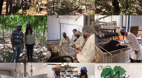 De la parra a la caja lista para la exportación: directora nacional de Odepa visita exitoso caso de asociatividad 