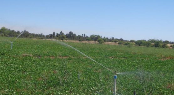Un panorama estadístico con información silvoagropecuaria de las regiones