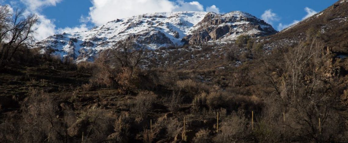 Suscripciones avanzadas en el sitio web de Odepa