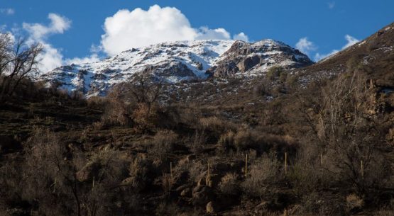 Suscripciones avanzadas en el sitio web de Odepa