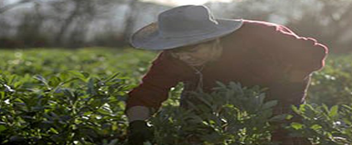 Economía circular: un camino para la sustentabilidad agrícola