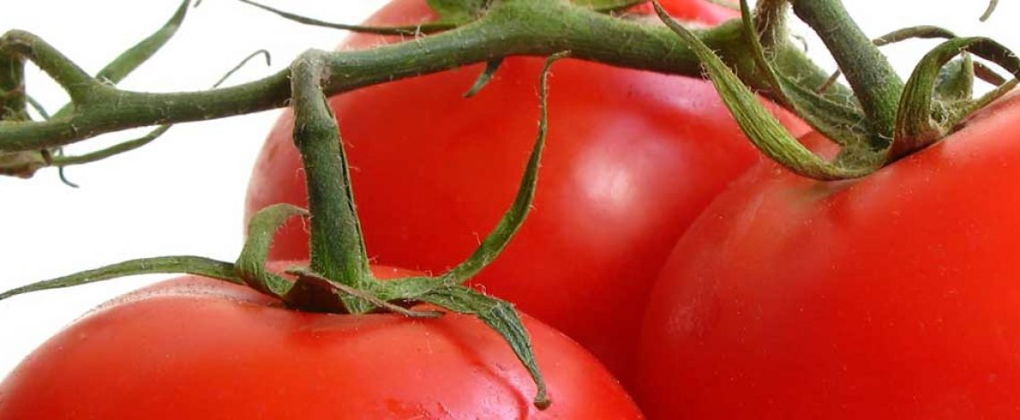 Tomate: una especie de exportación